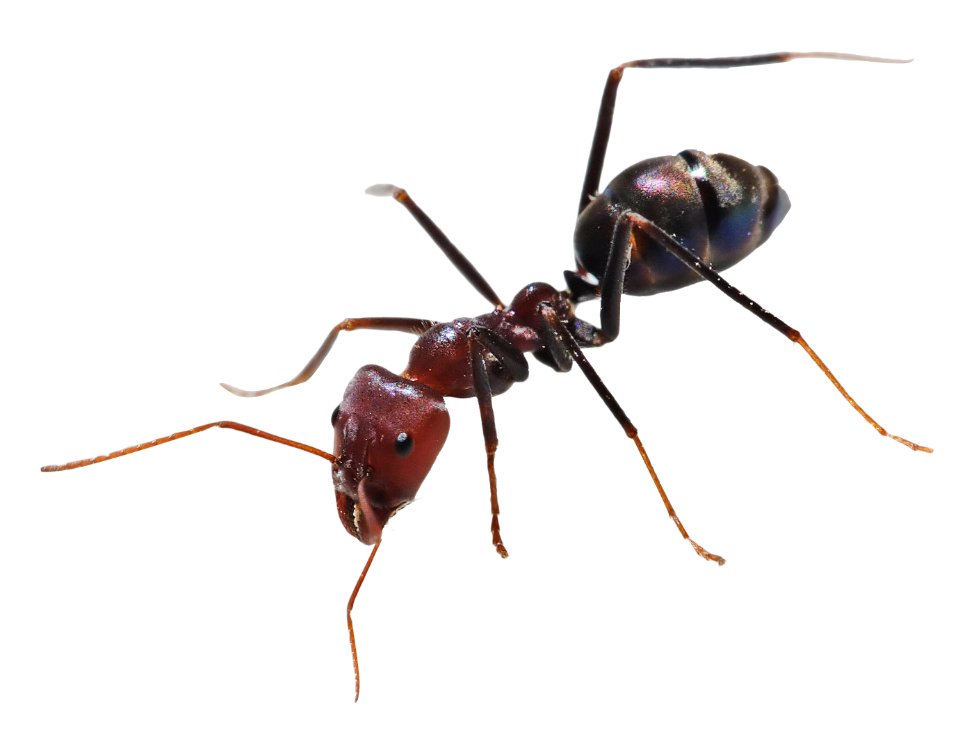 Ants