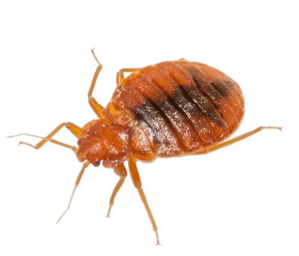 Bed Bugs