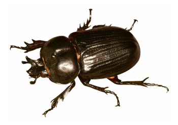 Beetles