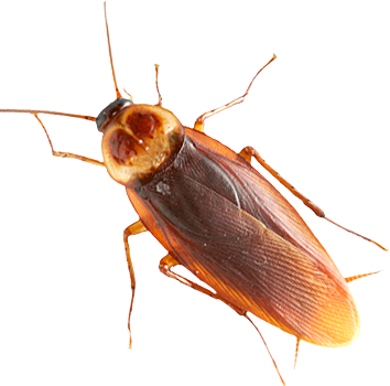 Cockroaches