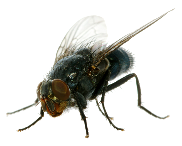 Flies