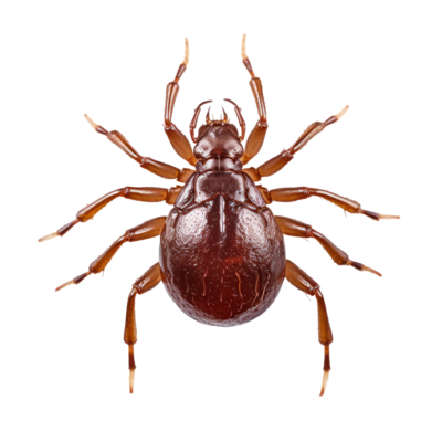 Mites