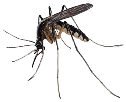 Mosquitoes