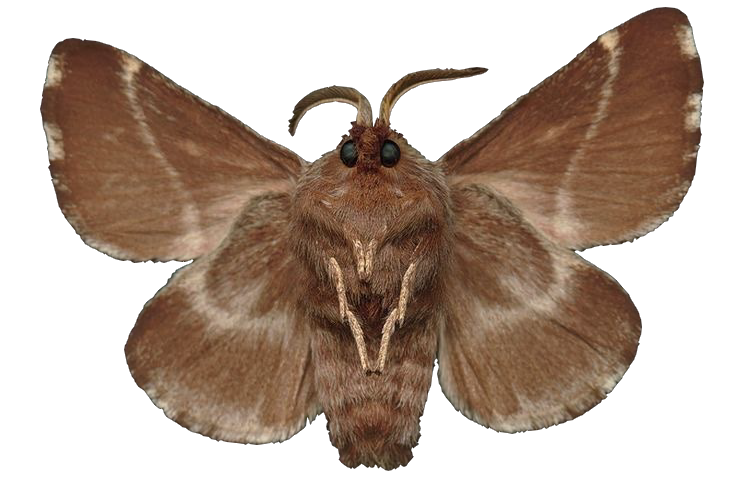 Moths
