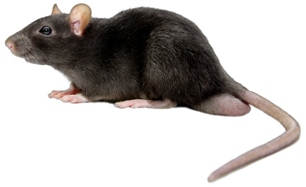 Rodents