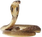 Reptiles