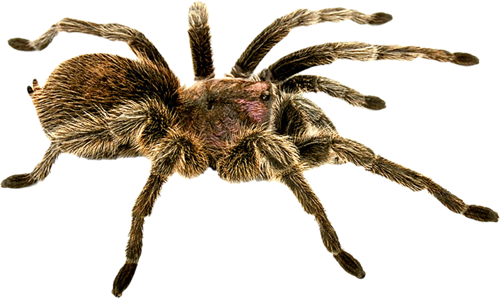 Spiders