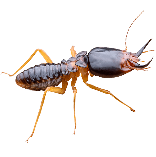 Termites