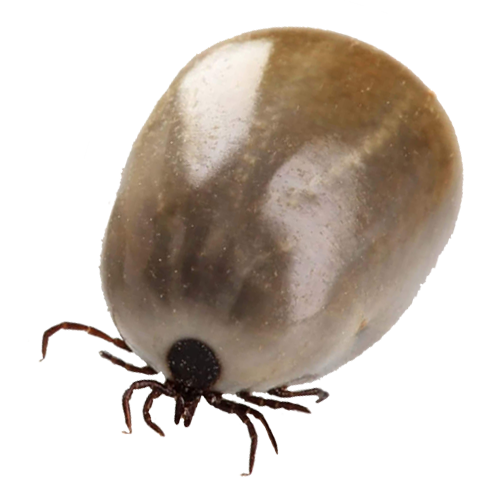 Ticks